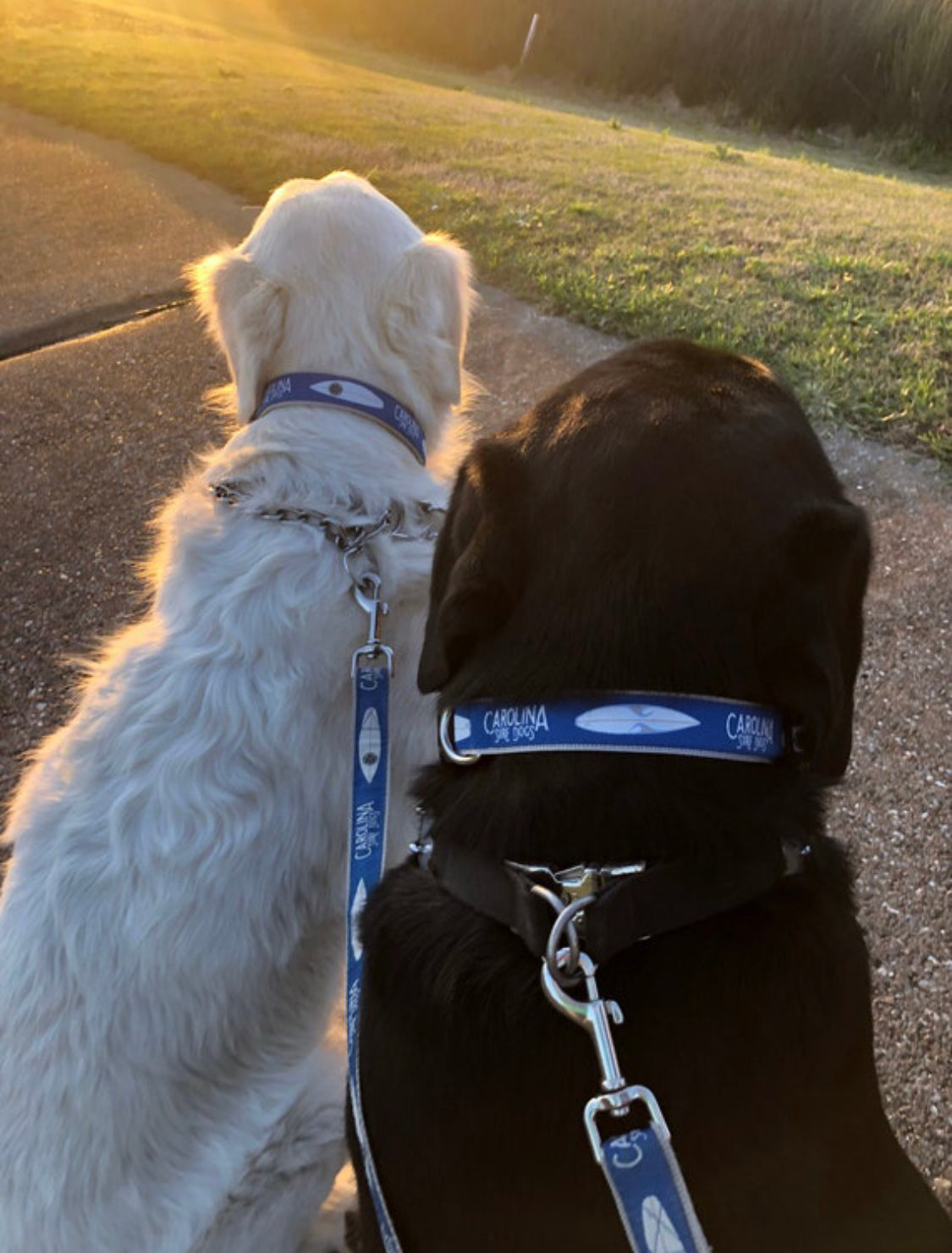 CSD Dog Collar