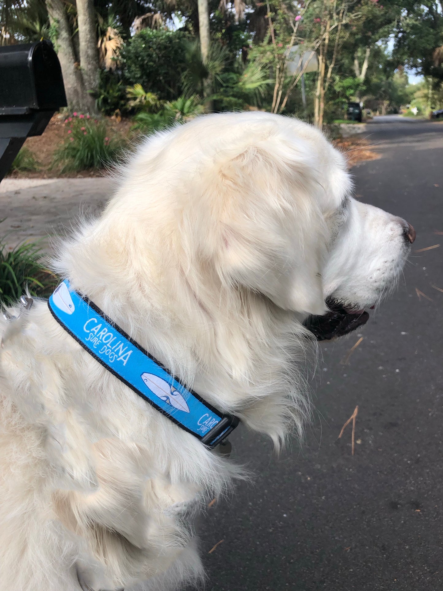 Matching CSD dog collar