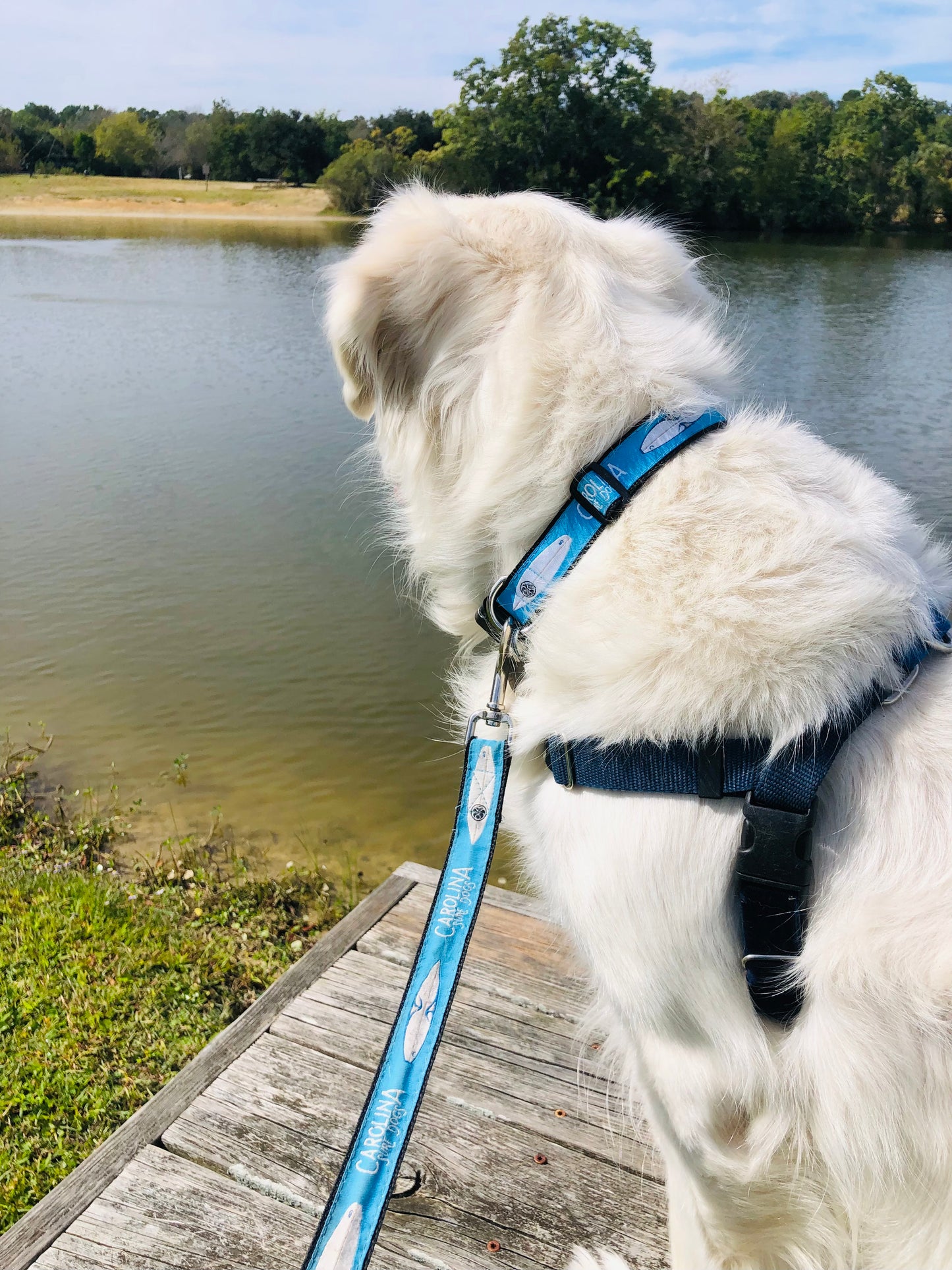 Matching CSD dog collar