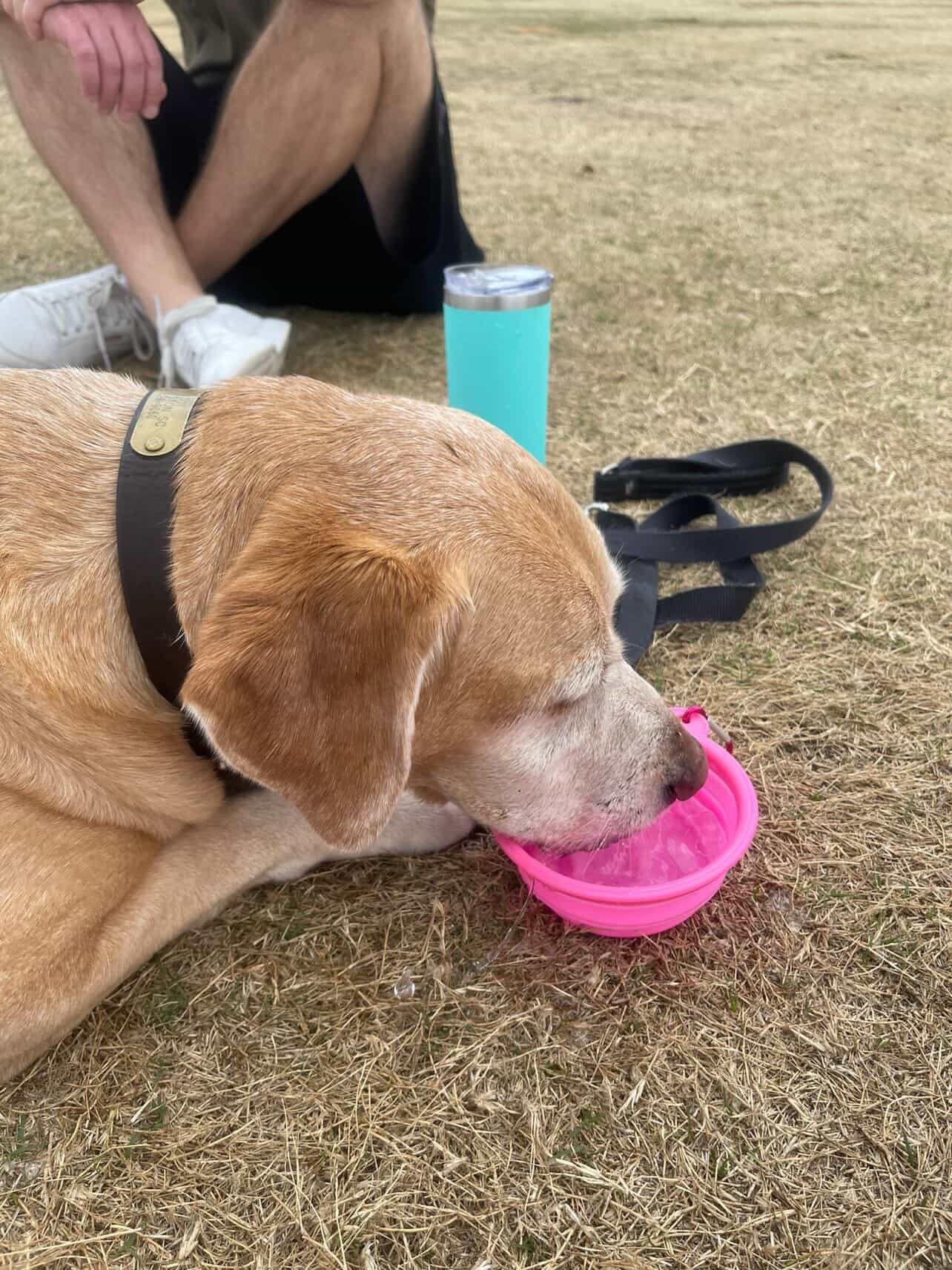 Collapsible water bowl