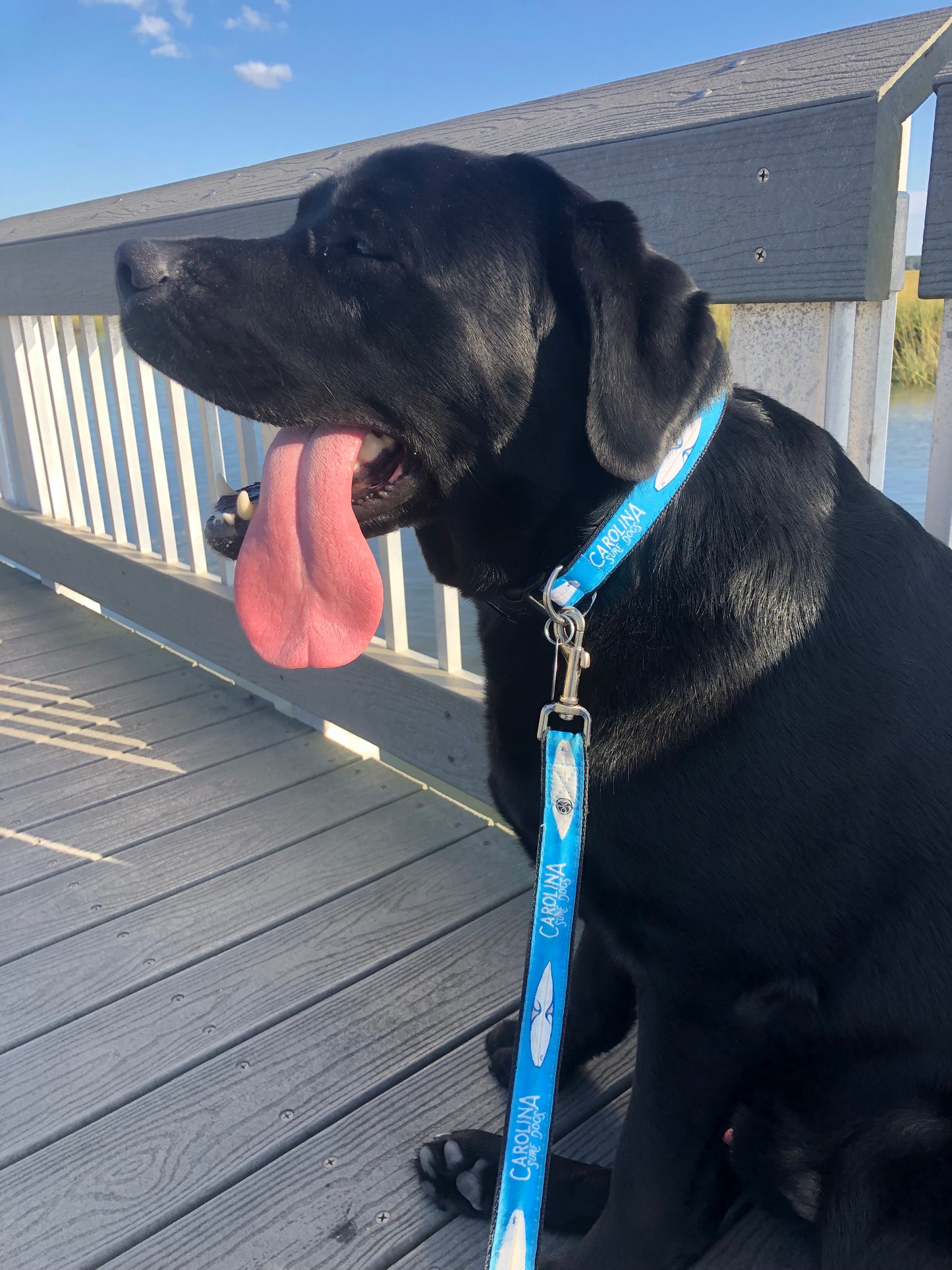 Matching CSD dog collar