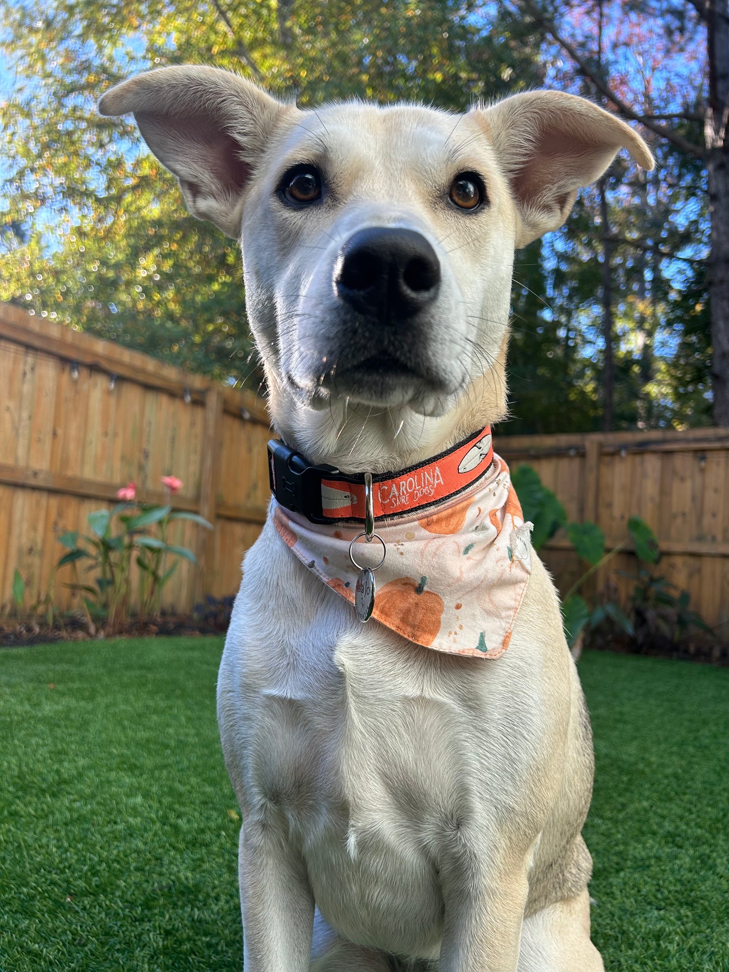 Coral Carolina Surf Dogs Collars