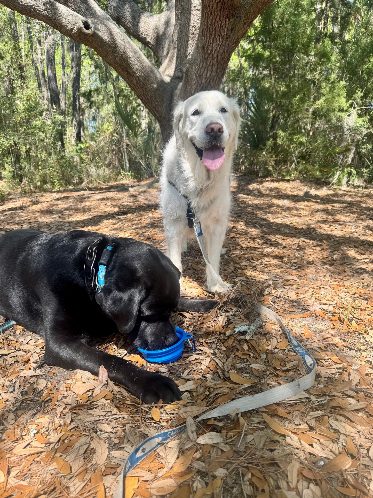 Collapsible water bowl