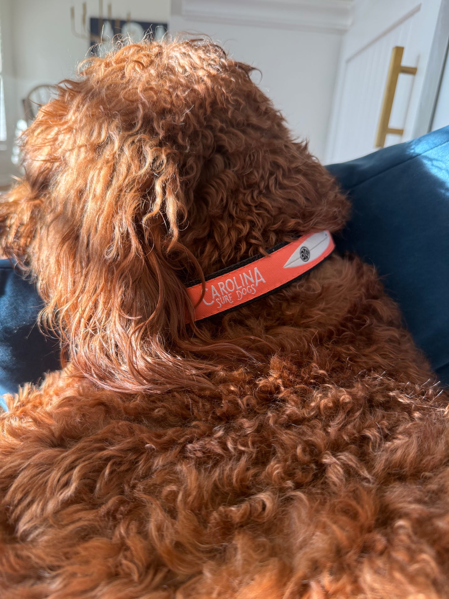 Coral Carolina Surf Dogs Collars